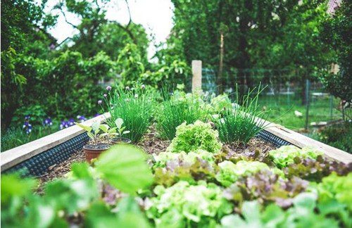 zahradka - Pěstování bylinek doma – reálná možnost úspěchu nebo utopie?