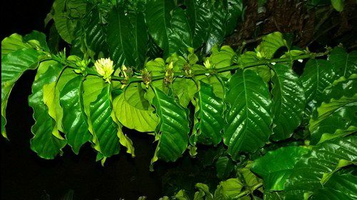 kava robusta - Odrůdy kávovníku – jaké jsou ty hlavní