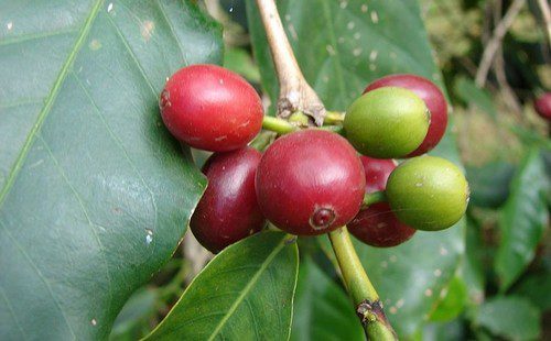 kavovnik arabica - Odrůdy kávovníku – jaké jsou ty hlavní