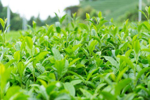 listky caje - Zelený čaj je požehnáním pro naše zdraví