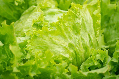 ledovy salat - Odrůdy salátů, které jsou vhodné pro pěstování na zahradě