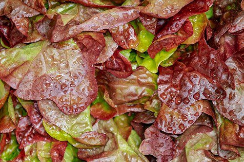 listovy salat - Odrůdy salátů, které jsou vhodné pro pěstování na zahradě