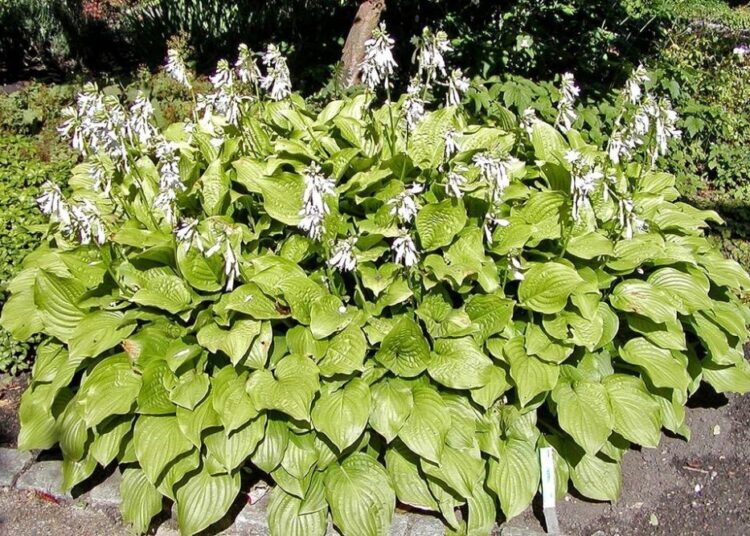 bohyska cela rostlina