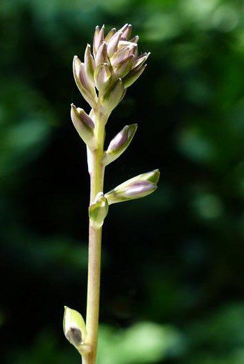 bohyska rostlina - Bohyška, hosta, funkie – tři jména pro jednu rostlinu, která má ale mnoho kultivarů