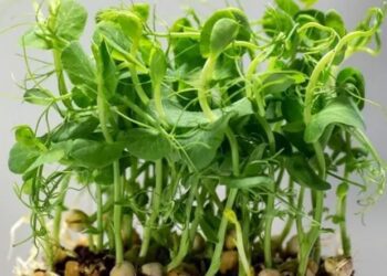 Microgreens