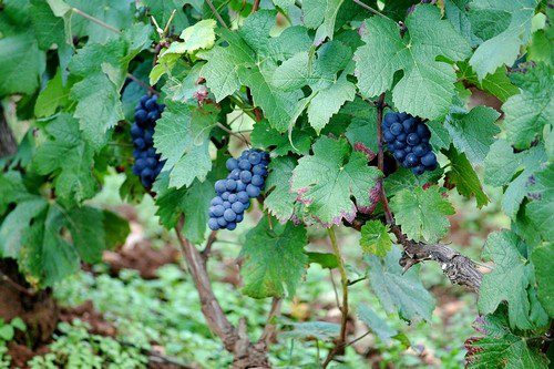 pinot noir - Znáte všechny odrůdy révy vinné?