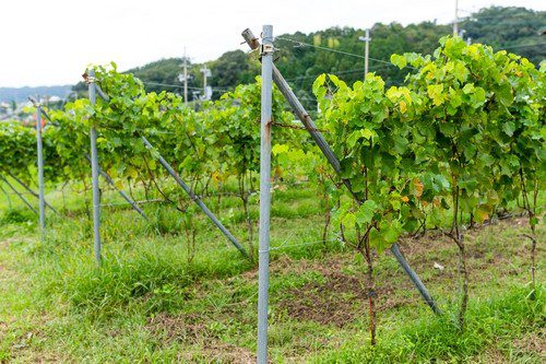 vinarstvi - Kde se nejvíce daří vinohradnictví a dá se vinná réva pěstovat na zahradě?