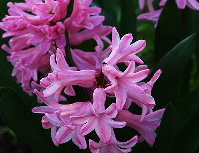 hyacint - Péče o pokojovky v lednu a únoru