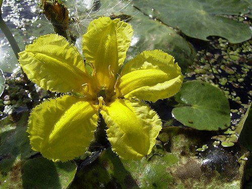 plavin stitnaty - Rostliny vhodné do stojatých vod