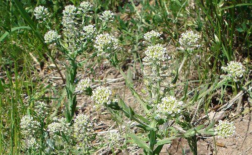 rericha chlumni - Netradiční rostliny na suchou zídku