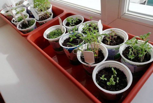 sowing seeds at home window gardening  - Co udělat pro to, aby jaro požehnalo také vaši zahradu