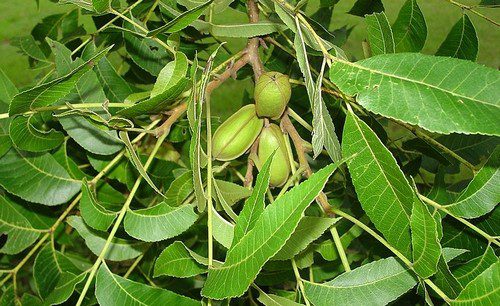 orechovec plody zelene - Seznamte se ořechovcem pekanovým