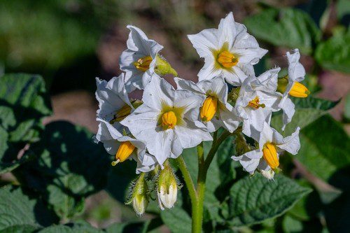 kvet brambory - Jak se zbavit mandelinky bramborové co nejjednodušeji