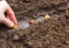 The hand plants the bulbs in the ground in the garden Springtime, garden plants, working on a plot of land, landscaping, gardening, growing flowers, fruit crops Copy space