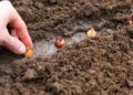 The hand plants the bulbs in the ground in the garden Springtime, garden plants, working on a plot of land, landscaping, gardening, growing flowers, fruit crops Copy space