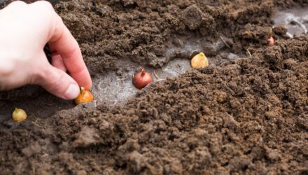 The hand plants the bulbs in the ground in the garden Springtime, garden plants, working on a plot of land, landscaping, gardening, growing flowers, fruit crops Copy space