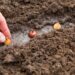 The hand plants the bulbs in the ground in the garden Springtime, garden plants, working on a plot of land, landscaping, gardening, growing flowers, fruit crops Copy space