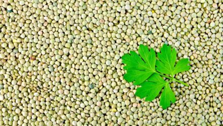 Lentils green with parsley