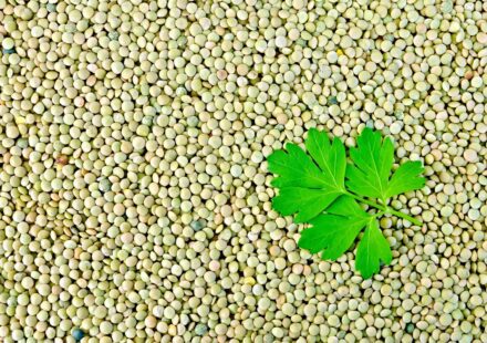 Lentils green with parsley