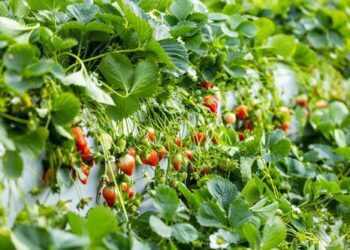 Idyllic countryside setting of a strawberry patch