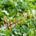 Idyllic countryside setting of a strawberry patch