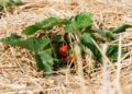 Growing Strawberries, use Straw to protect the fruit Straw around Strawberry plants on strawberry field in farm Harvesting on strawberry farm