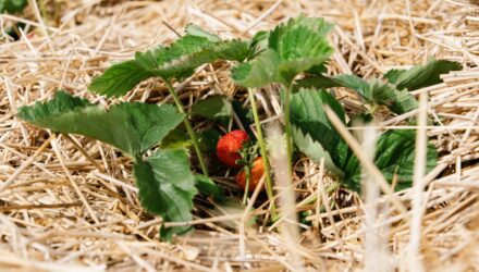 Growing Strawberries, use Straw to protect the fruit Straw around Strawberry plants on strawberry field in farm Harvesting on strawberry farm