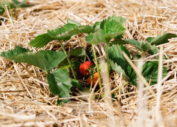 Growing Strawberries, use Straw to protect the fruit Straw around Strawberry plants on strawberry field in farm Harvesting on strawberry farm
