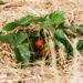 Growing Strawberries, use Straw to protect the fruit Straw around Strawberry plants on strawberry field in farm Harvesting on strawberry farm