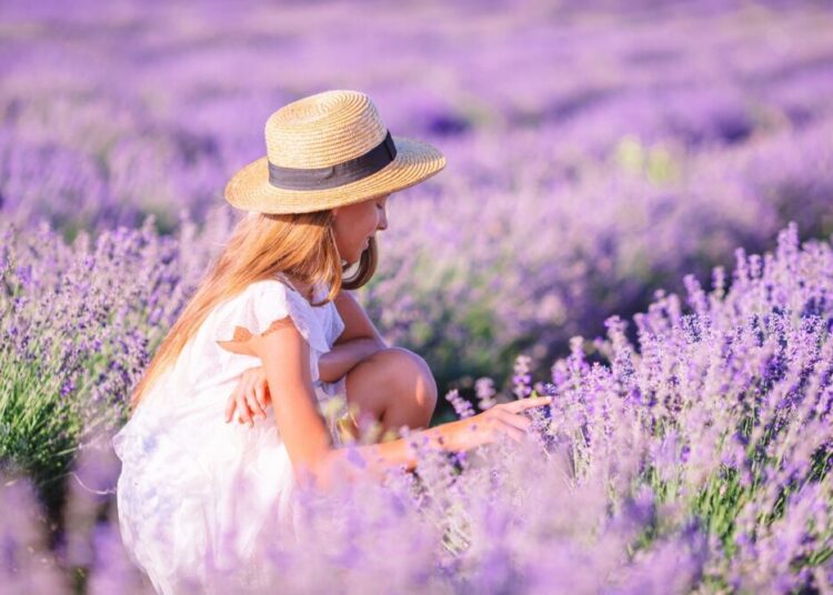 Woman in lavender flowers field in white dress and hat