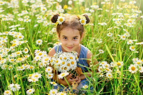 Cute little girl with a bouquet of daisies sits in a field with daisies on a sunny day