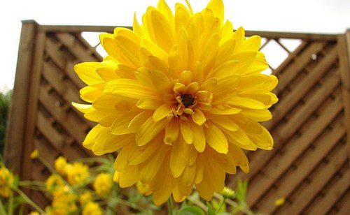 trapatka - Jaké květiny pěstovat na zahradě, aby vykvetly na podzim