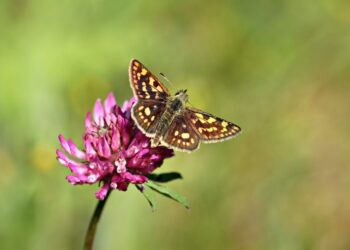 bylinky na menopauzu