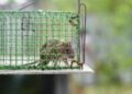 House rat trapped inside the metal mesh rat trap cage