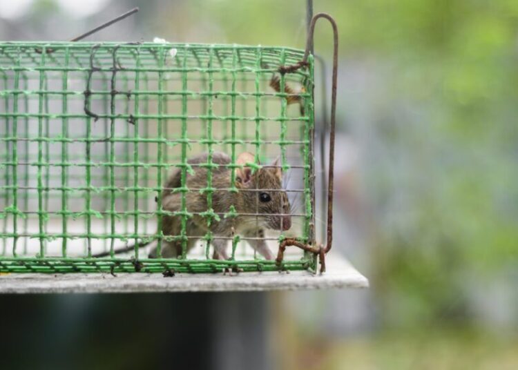 House rat trapped inside the metal mesh rat trap cage