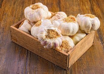 Close up of a wooden box on a table, filled with many freshly harvested garlic bulbs