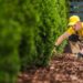 Professional Gardener Arranging the Garden Mulch in the Front Ya