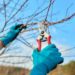 Spring seasonal gardening, pruning fruit trees with pruning shears