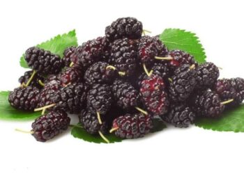 Moruše černá a její vlastnosti