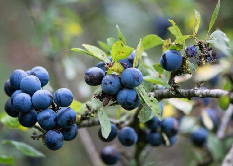Jak vysadit slivoně na zahradě: klíčové kroky k úspěchu
