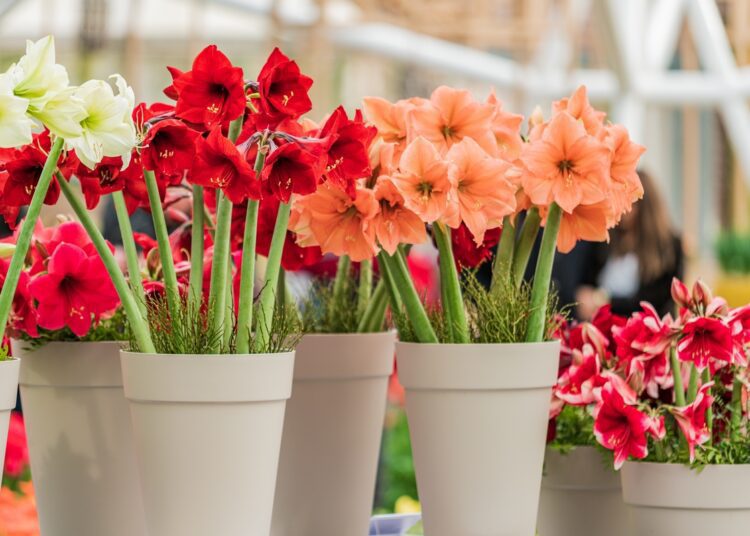 Rostliny, které zkrášlí váš domov i v zimě: výběr a péče