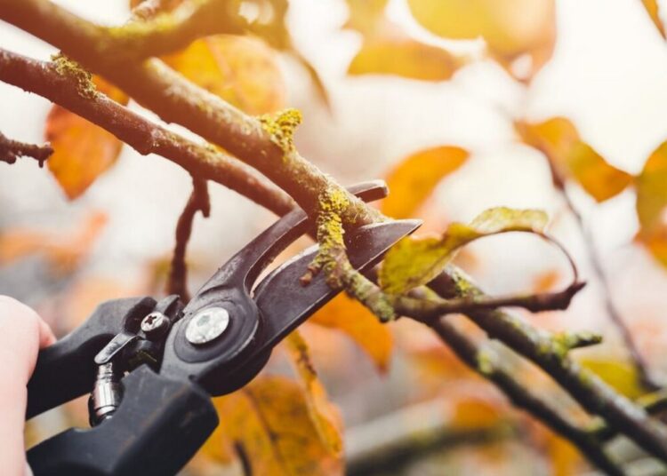 Final Garden Work Of Autumn Farmer Hand Prunes And Cuts
