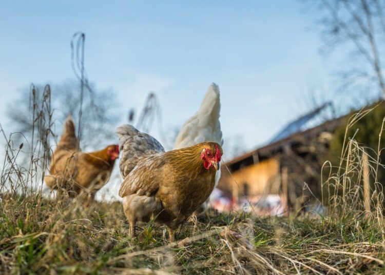 chickens 6078279 1280