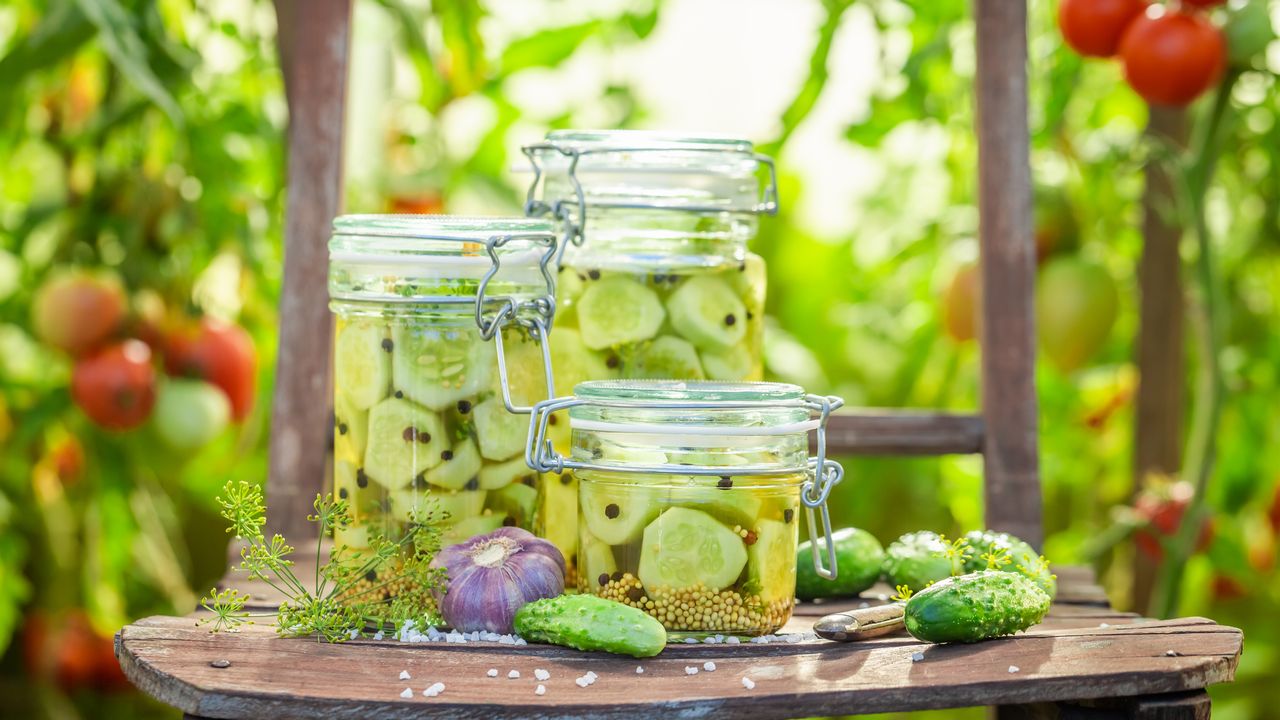 Jak Pestovat Brambory Ve Skleniku V Zime