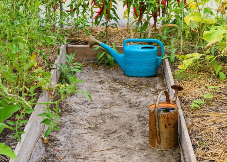 Jak Pestovat Brambory Ve Skleniku V Zime