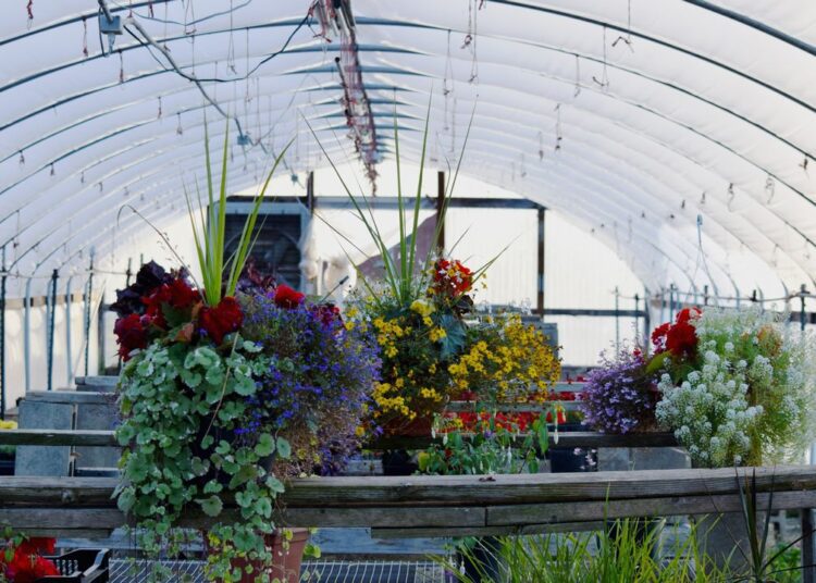 Jak Pestovat Brambory Ve Skleniku V Zime