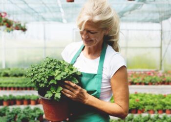 Jak Pestovat Brambory Ve Skleniku V Zime