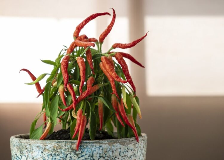 Closeup shot of red chili peppers on a pot