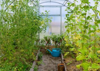 Pestovani Exotickeho Ovoce Ve Skleniku V Zime