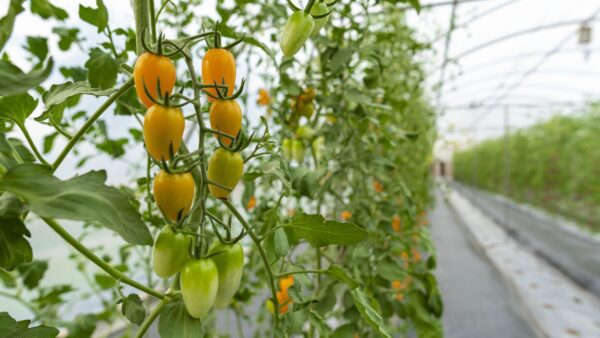 skleník v zimě foto